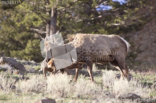 Image of Yellowstone National Park