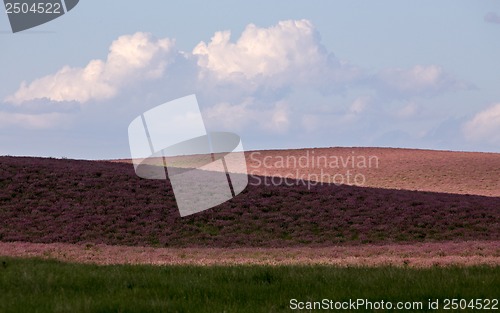 Image of Pink flower alfalfa 