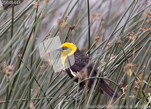 Image of Yellow Headed Blackbird