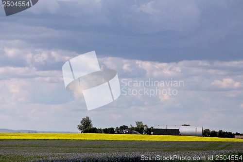 Image of Flax and canola crop
