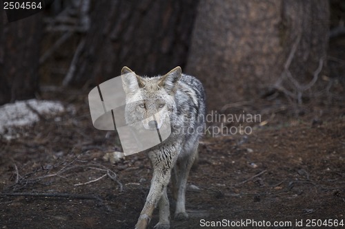 Image of Wild Timber wolf