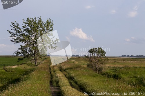 Image of Wet tractor tire tracks