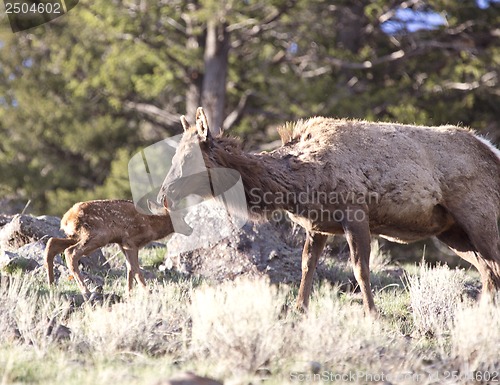 Image of Yellowstone National Park