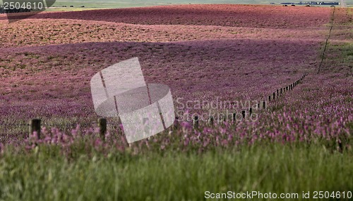 Image of Pink flower alfalfa 