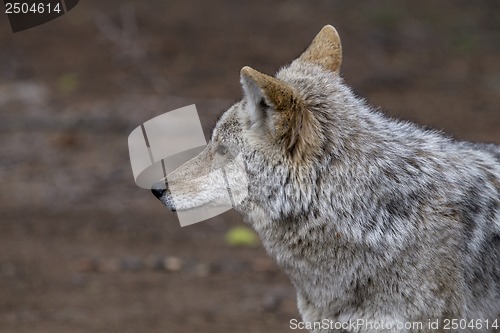 Image of Wild Timber wolf