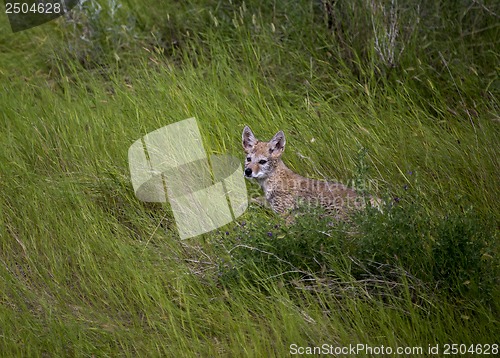 Image of Baby Coyote Cub