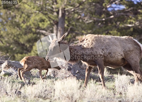 Image of Yellowstone National Park