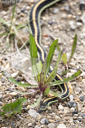 Image of Close up Garter Snake