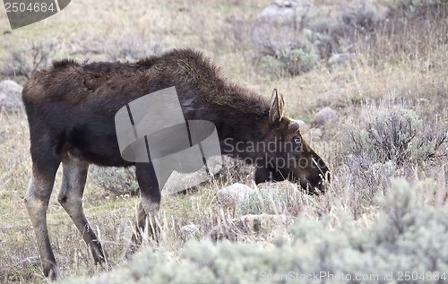 Image of Yellowstone National Park