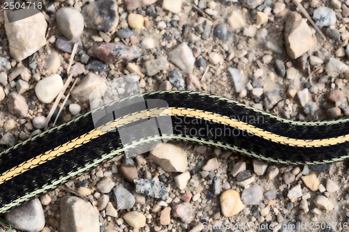Image of Close up Garter Snake