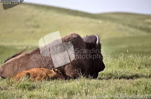 Image of American Bison and baby
