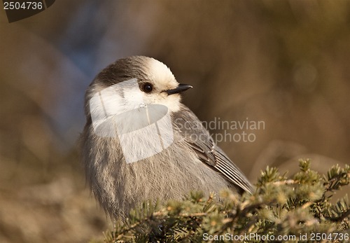 Image of Baby Gray Jay