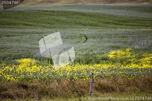 Image of Flax and canola crop