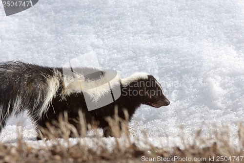 Image of Striped skunk in winter