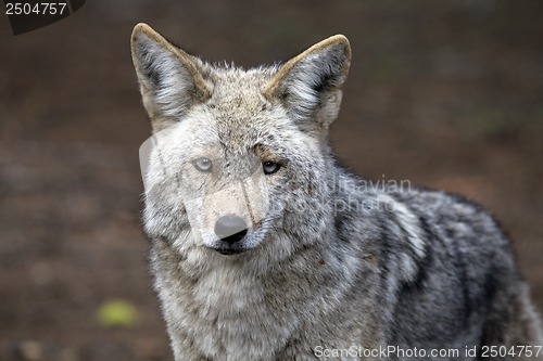 Image of Wild Timber wolf