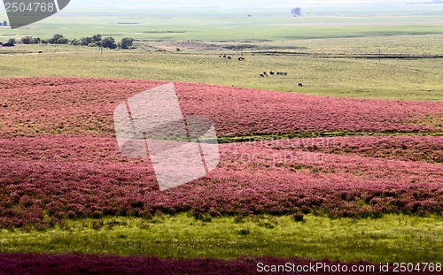 Image of Pink flower alfalfa 