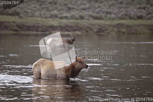 Image of Yellowstone National Park