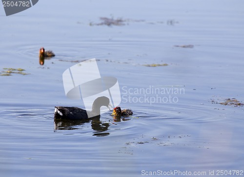 Image of American Coot and babies