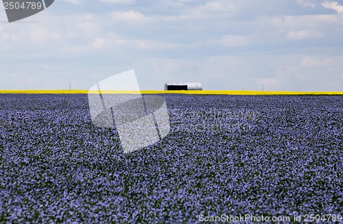 Image of Flax and canola crop