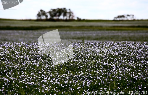 Image of Flax Bloom
