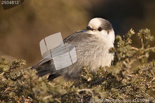 Image of Baby Gray Jay