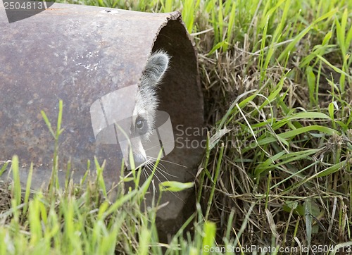 Image of Racoon Peeking 