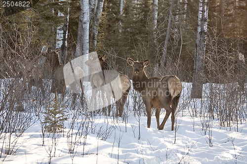 Image of Elk in Winter