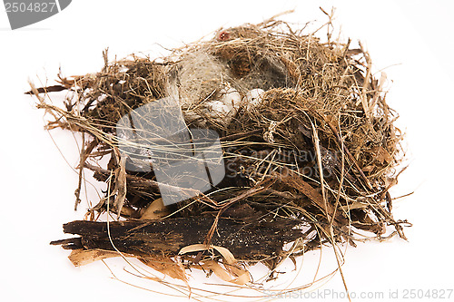 Image of Detail of bird eggs in nest