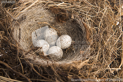 Image of Detail of bird eggs in nest