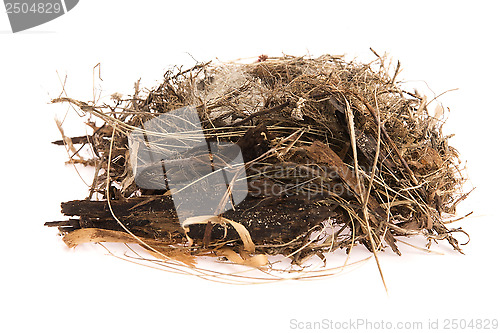 Image of Detail of bird eggs in nest