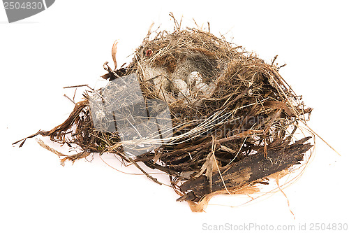 Image of Detail of bird eggs in nest