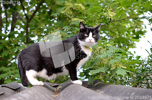 Image of cat on the roof
