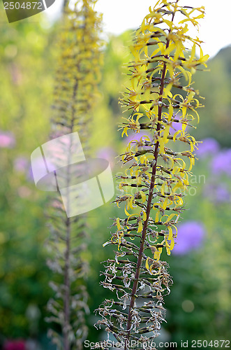 Image of wild flowers close up in summer
