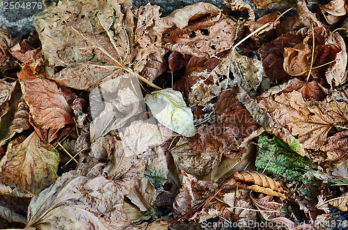 Image of group of autumn leaves