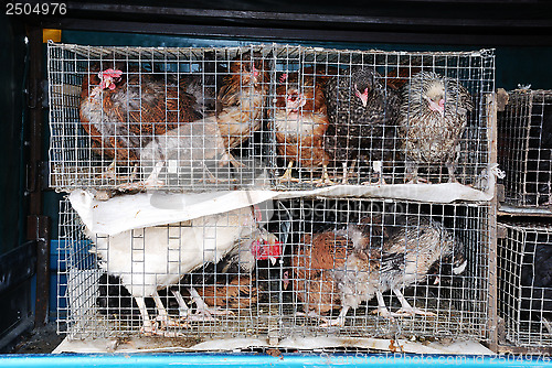Image of chickens and roosters in a cage