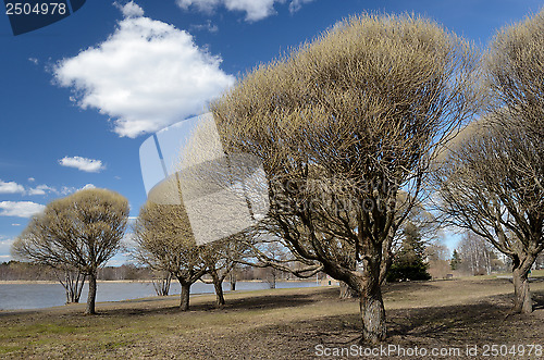 Image of in the park in early spring
