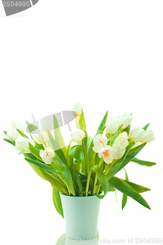 Image of Beautiful tulips in pot