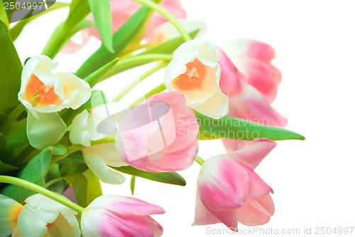 Image of Beautiful white and pink tulips