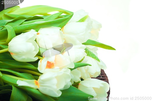 Image of Beautiful tulips in basket