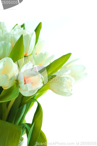 Image of Beautiful tulips