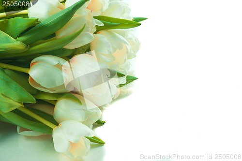 Image of Beautiful tulips