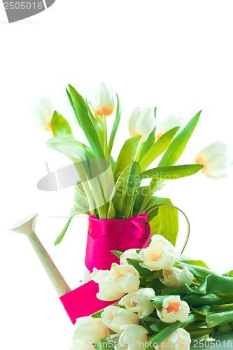 Image of Beautiful spring cheerful tulips in watering can