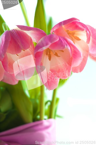 Image of Beautiful pink tulips