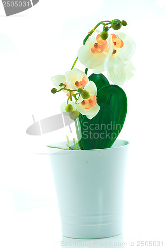 Image of White orchid grows in pot