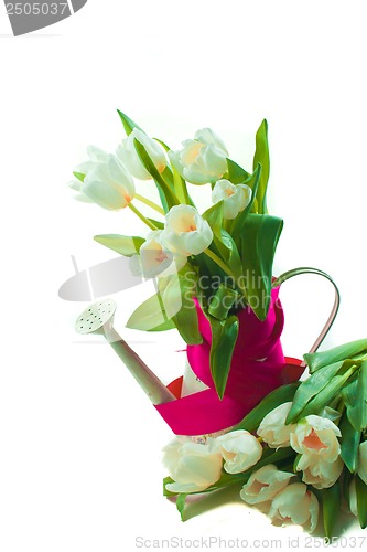 Image of Beautiful spring cheerful tulips in watering can