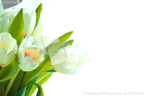 Image of Beautiful tulips