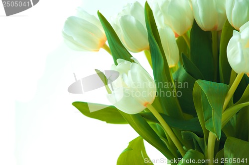 Image of Beautiful tulips