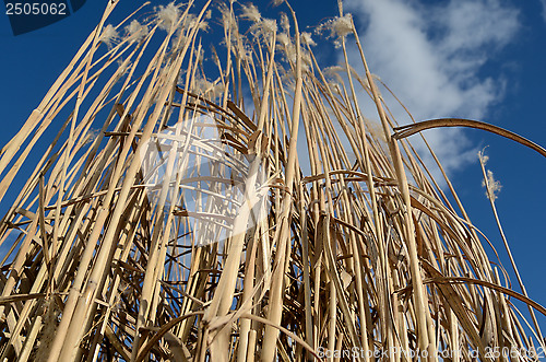 Image of reed against the blue sky