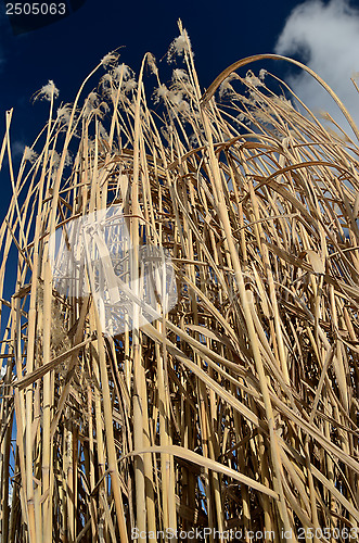 Image of reed against the sky, vertical