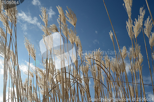 Image of reed against the blue sky, horizontal